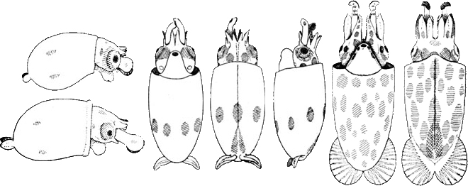 Chtenopteryx sicula paralarvae. Left: Two very young paralarvae. The circular tentacular clubs bear approximately 20 irregularly arranged suckers. Two chromatophores are present on each side of the mantle. Centre: Ventral, dorsal and side views of a more advanced paralarva. An equatorial circulet of seven large yellow-brown chromatophores is present on the mantle. Posteriorly the expanded vanes of the gladius are visible in the dorsal view. Right: Ventral and dorsal views of a very advanced paralarva.