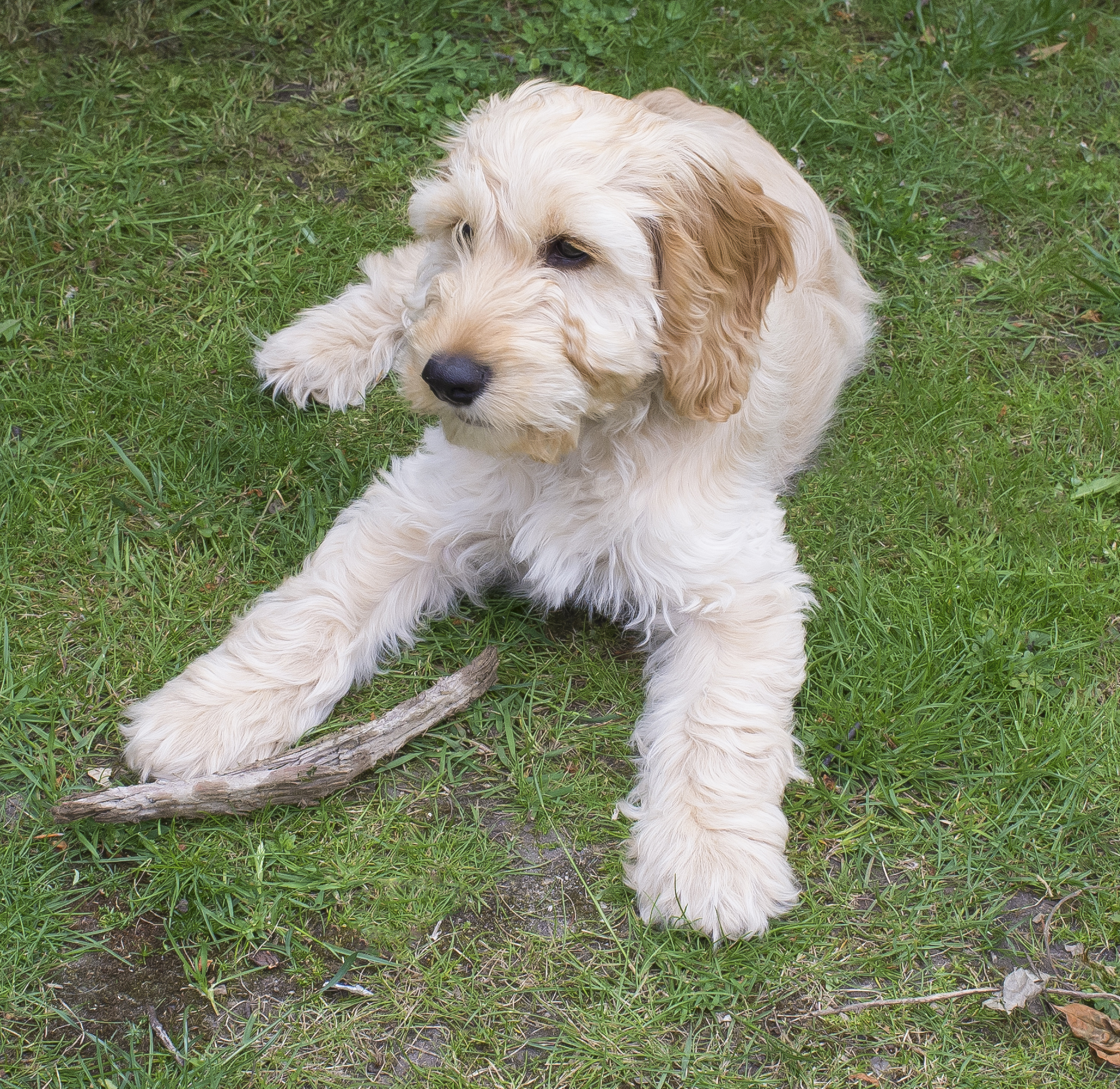 white cockapoo puppy