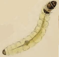 Larva Coleophora siccifolia larva.JPG