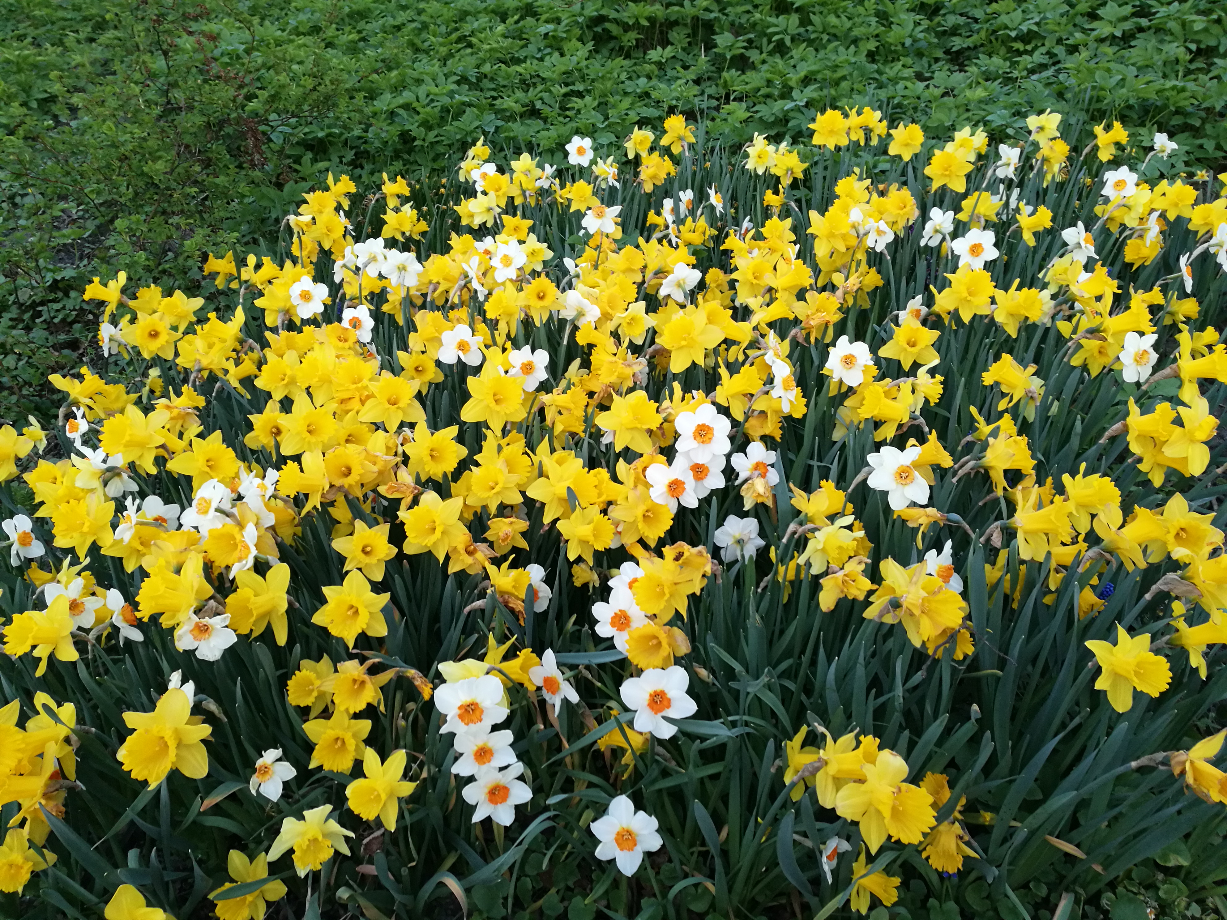 yellow and white flowers