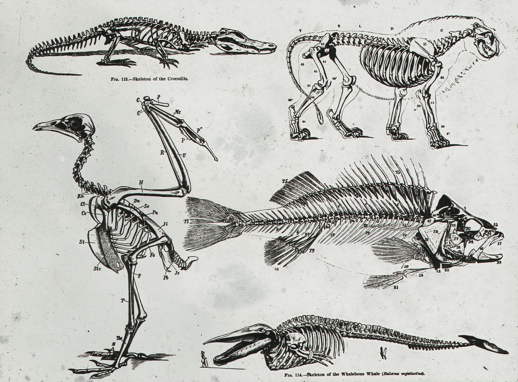 File:Comparative study of vertebrate skeleton (22495653674) (cropped).jpg -  Wikimedia Commons