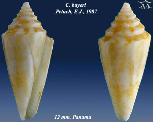 File:Conus bayeri 3.jpg