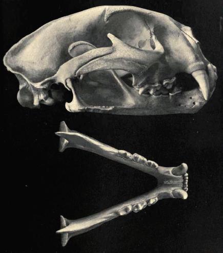 File:Cougarskull.jpg