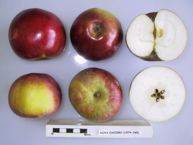 File:Cross section of Nova Easigro, National Fruit Collection (acc. 1974-269).jpg