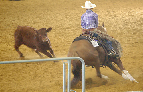 File:CuttingHorse1.jpg