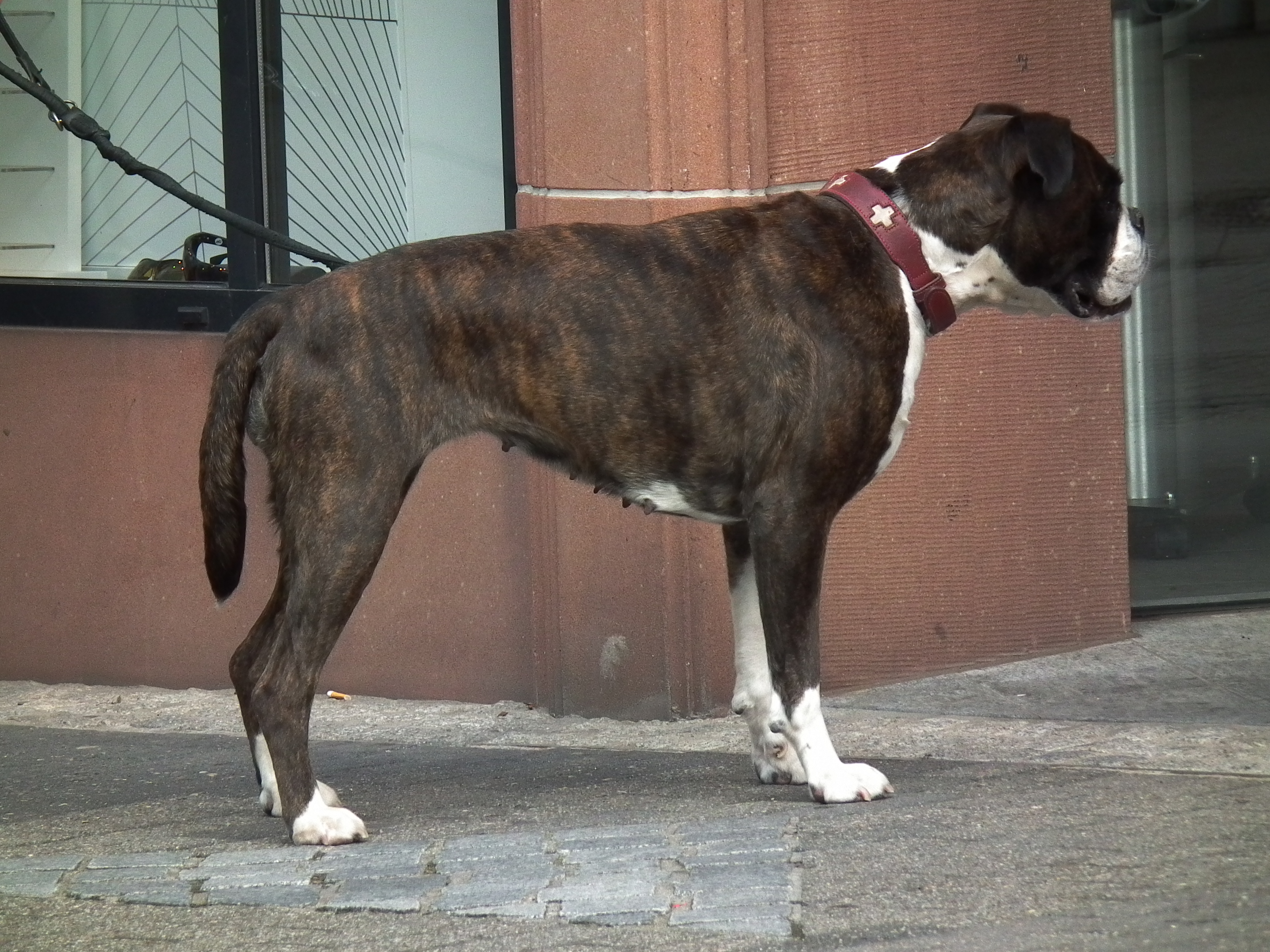 File:Boxer dog stand.jpg - Wikimedia Commons