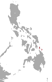 Dinagat gymnure Species of mammal