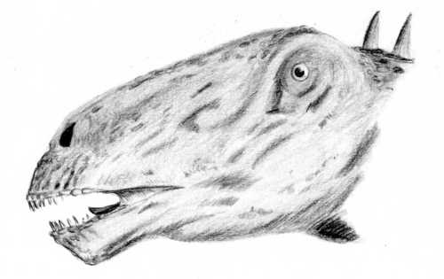 File:Diplodocus head with resonating chamber.jpg