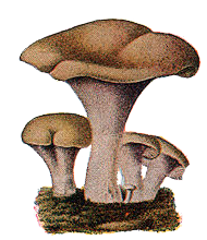 File:Edible Fungi 04.png