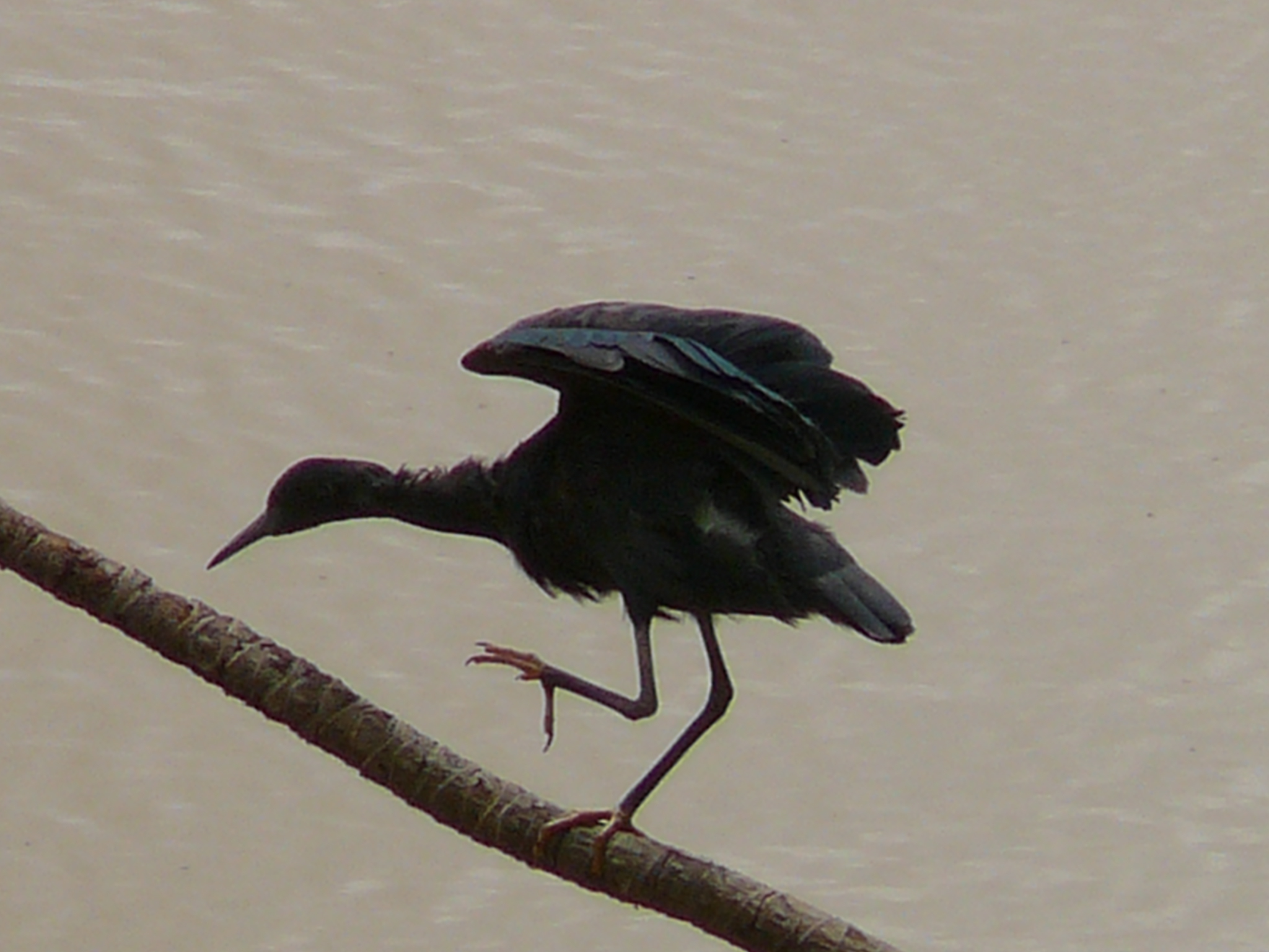 File Egretta Ardesiaca 0004 Jpg Wikimedia Commons