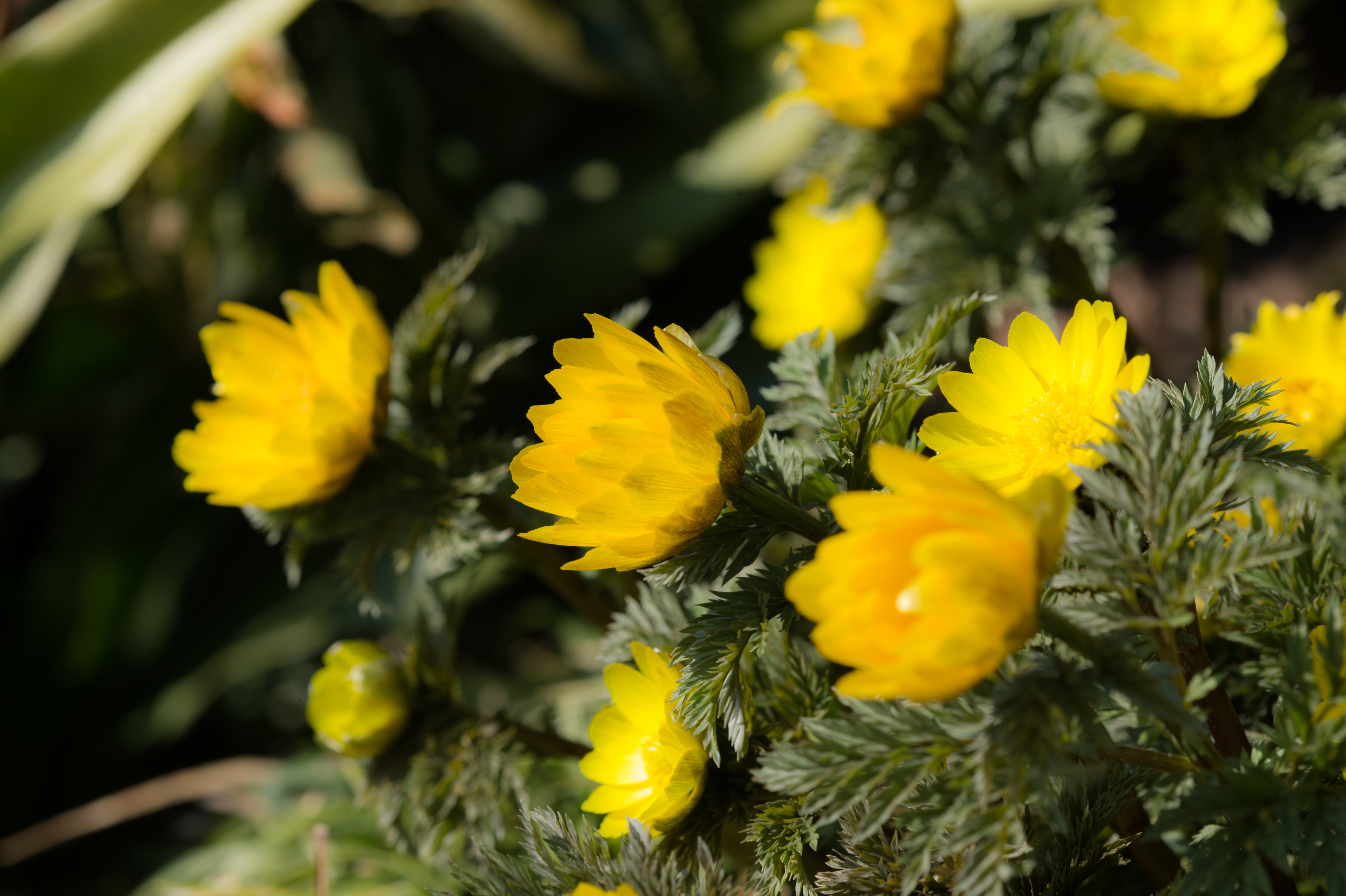 File Far East Amur Adonis Jpg Wikimedia Commons