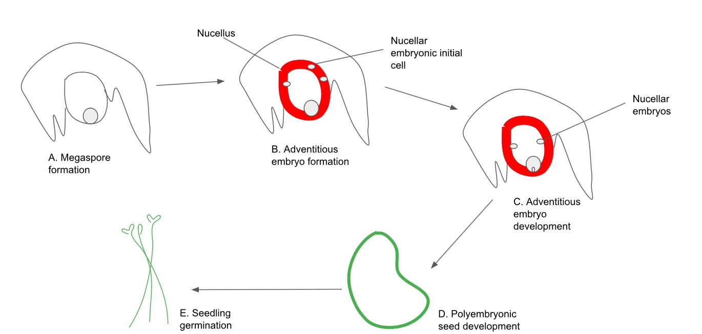 Nucellar embryony - Wikipedia