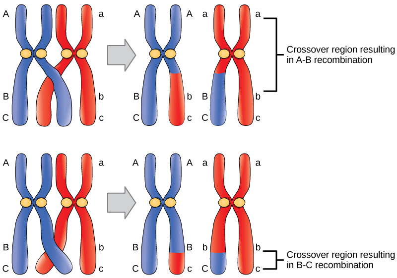 Red and blue chromosomes used to demonstrate different instances of crossing over and resultant recombinant chromosomes