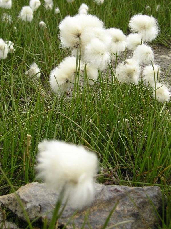 Les plantes à feuilles blanches albinos et bigarrées - Vertu