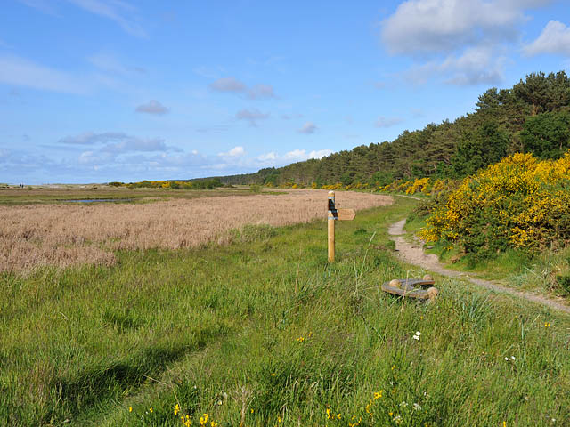 Footpath at Culbin Sands Nature Reserve - geograph.org.uk - 1344642