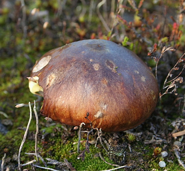 File:Fungus - geograph.org.uk - 581851.jpg