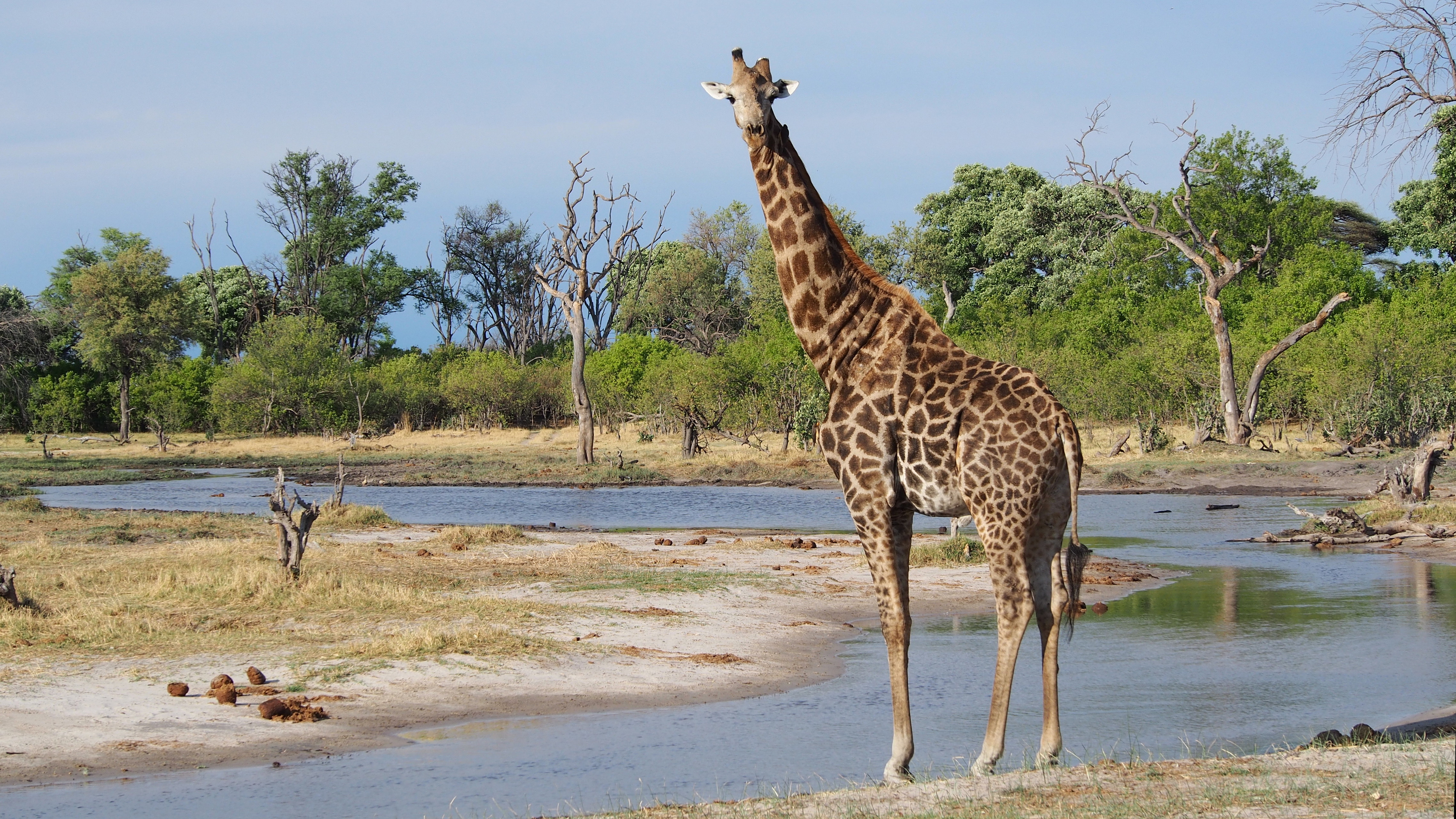 Giraffes are tall than elephants. Жираф в саванне. Ботсвана Африка. Африканский Жирафленок. Жираф (-2;-14).