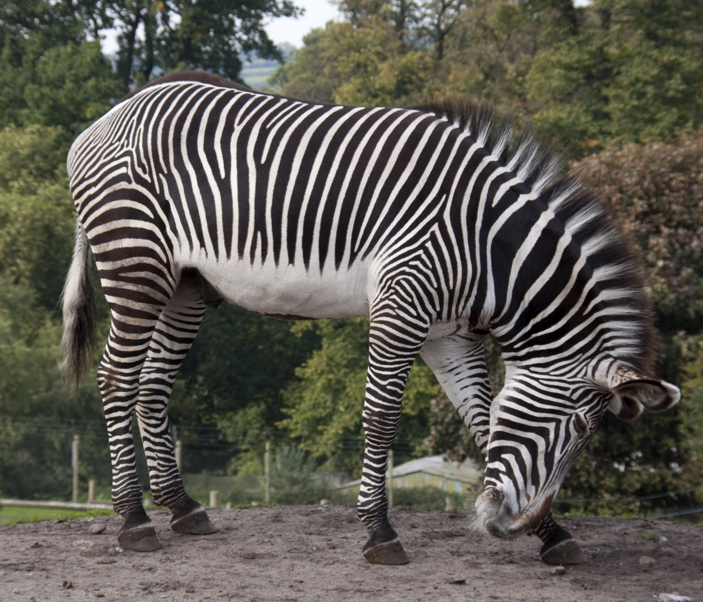 Grant's zebra - Wikipedia