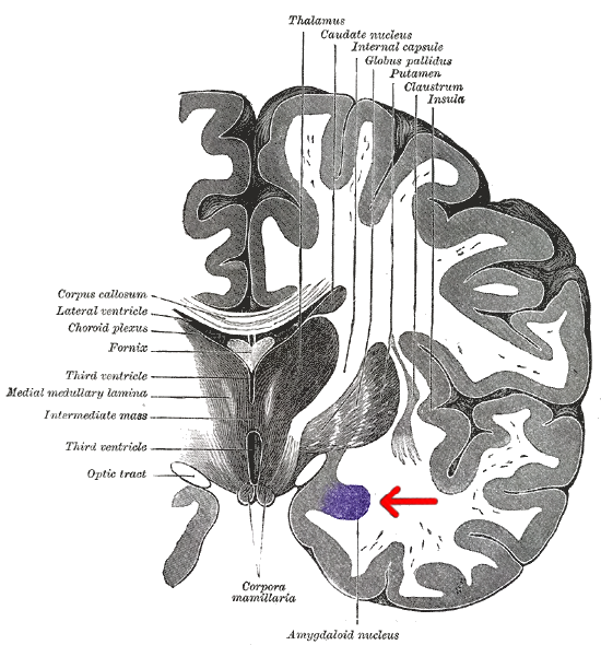  Gray 718-amygdala 