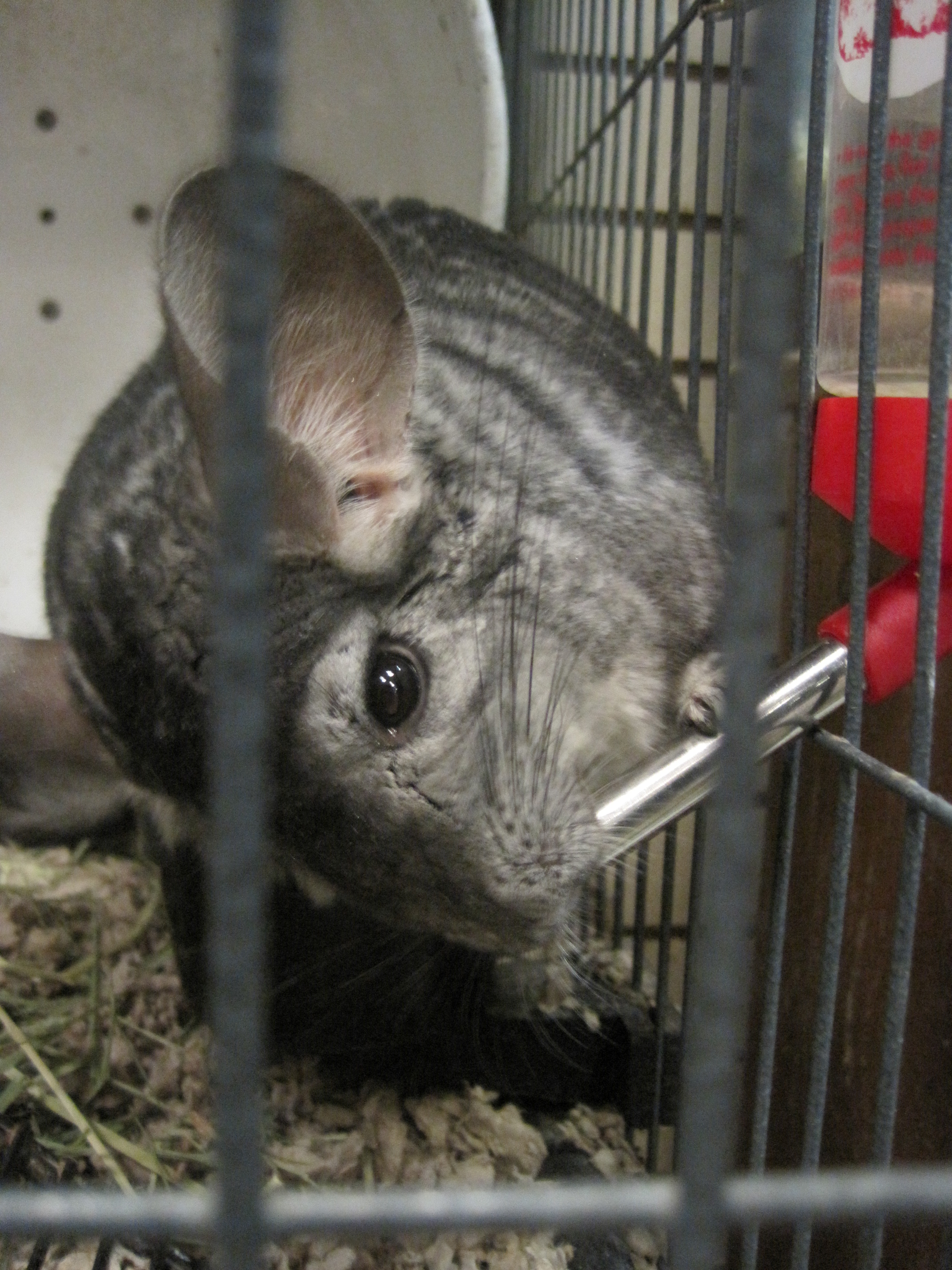 File:Gray chinchilla at Serramonte Pet 