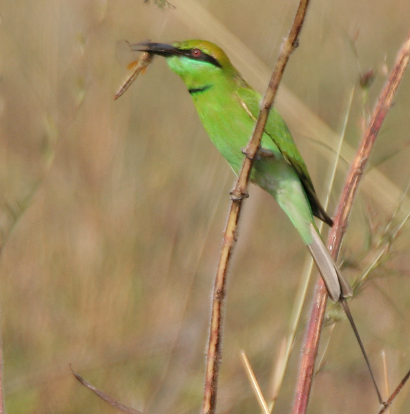 File:Green Bee-eater (Merops orientalis) with a Dragonfly, AP W IMG 1626.jpg