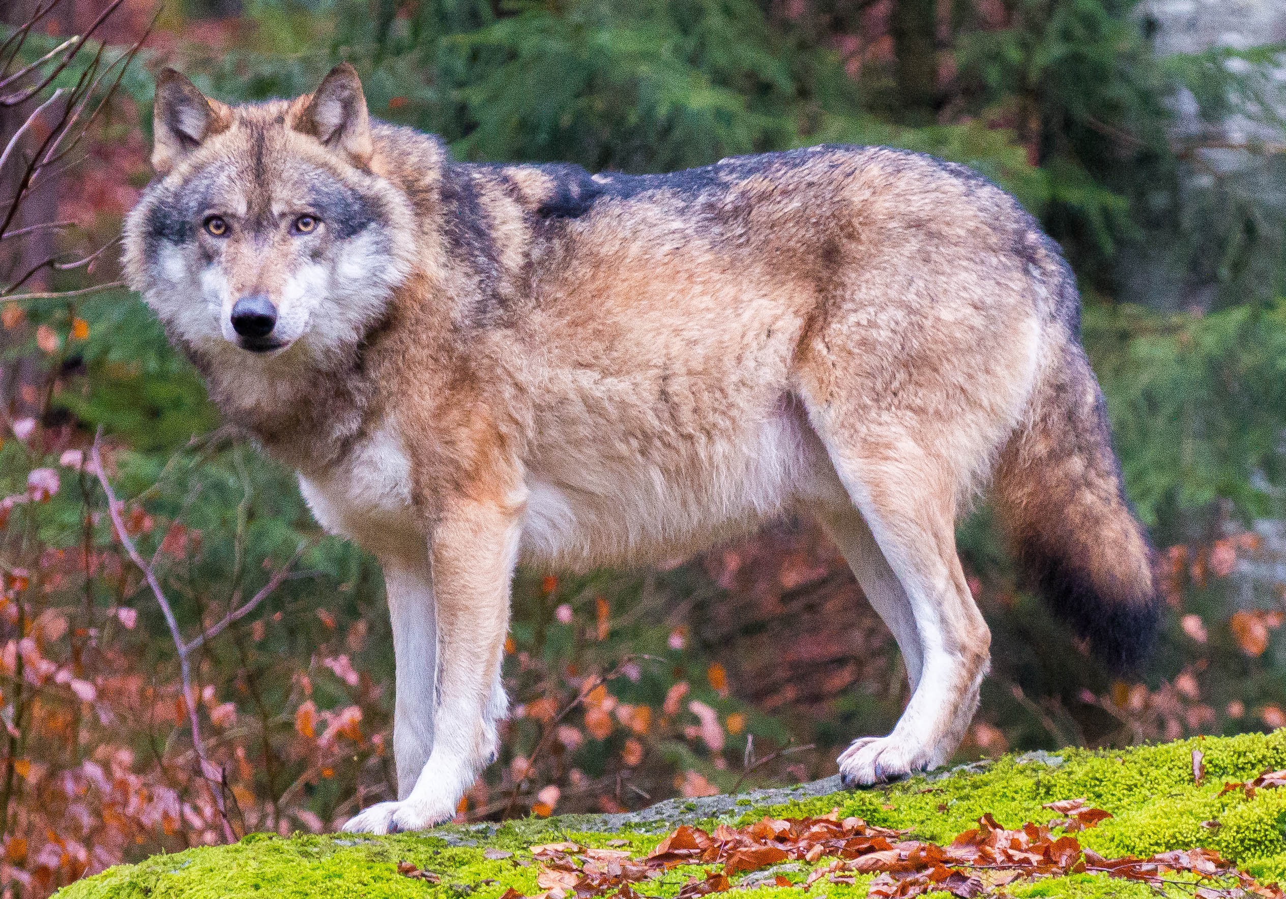 Grey wolves in Bavarian Forest National Park (cropped).jpg. 