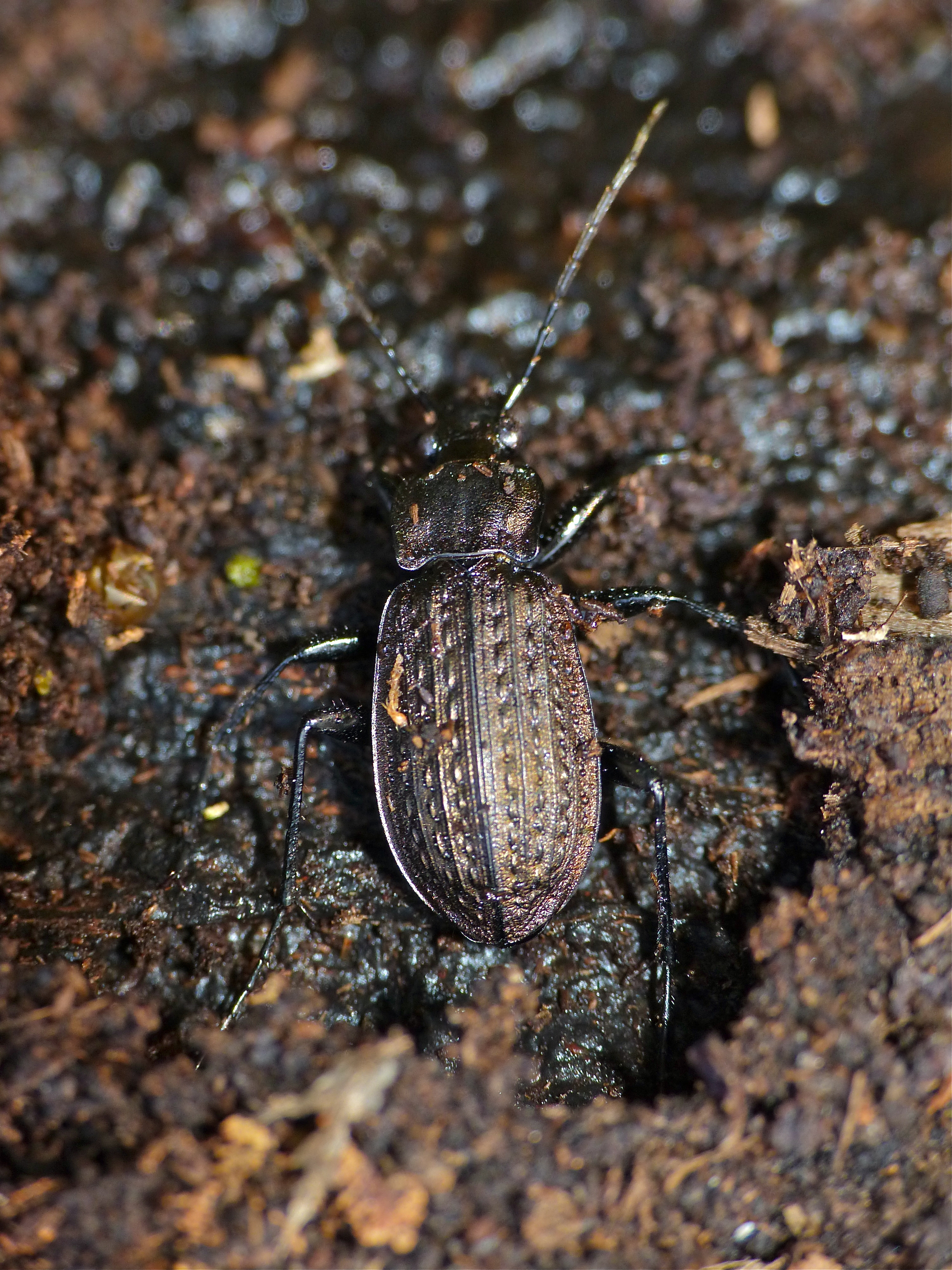 Ground Beetle (Carabus granulatus) hibernating in dead wood (13536152215).jpg