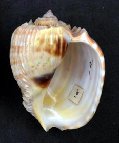 <i>Harpa costata</i> Species of gastropod