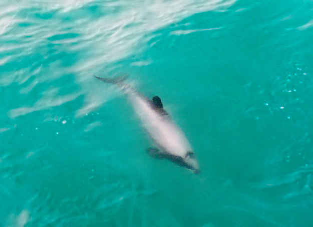 File:Hectors delfin.jpg