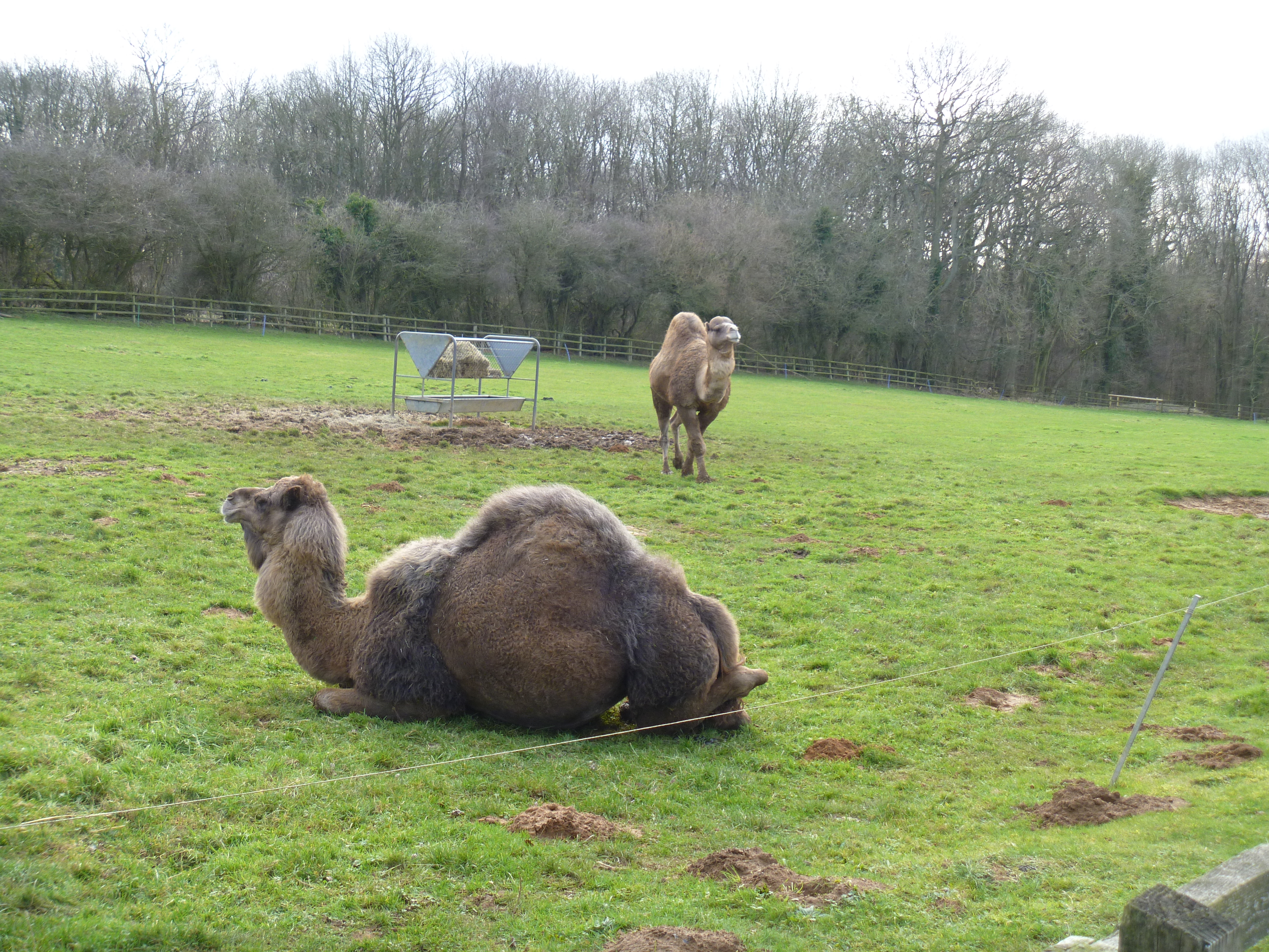 Heythrop Zoological Gardens