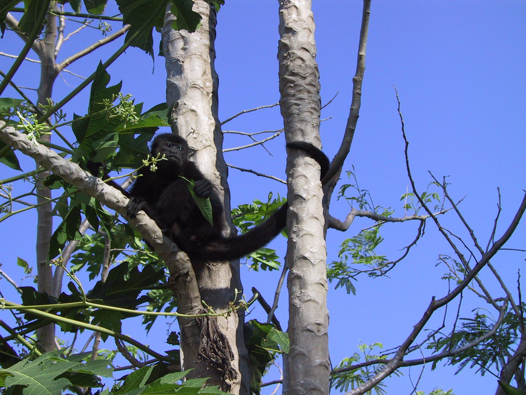 File:Howler monkey20020316.JPG - Wikimedia Commons