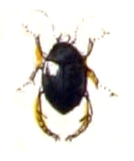 Hyphydrus.ovatus.-.calwer.08.14.jpg