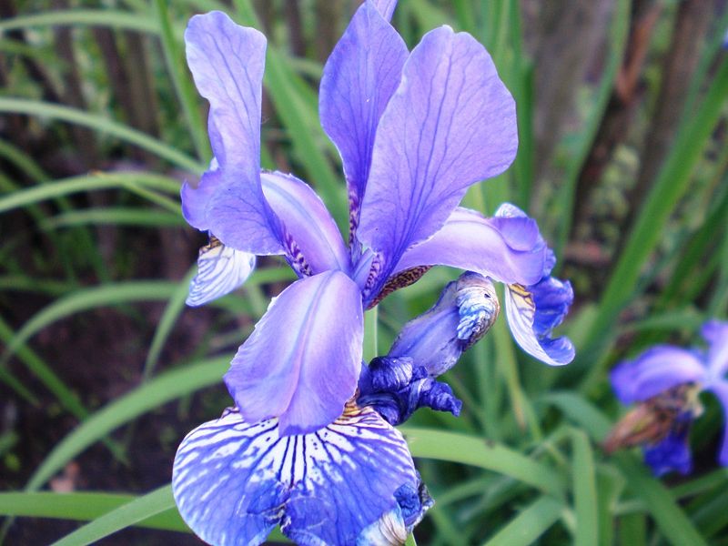 File:Iris001.jpg