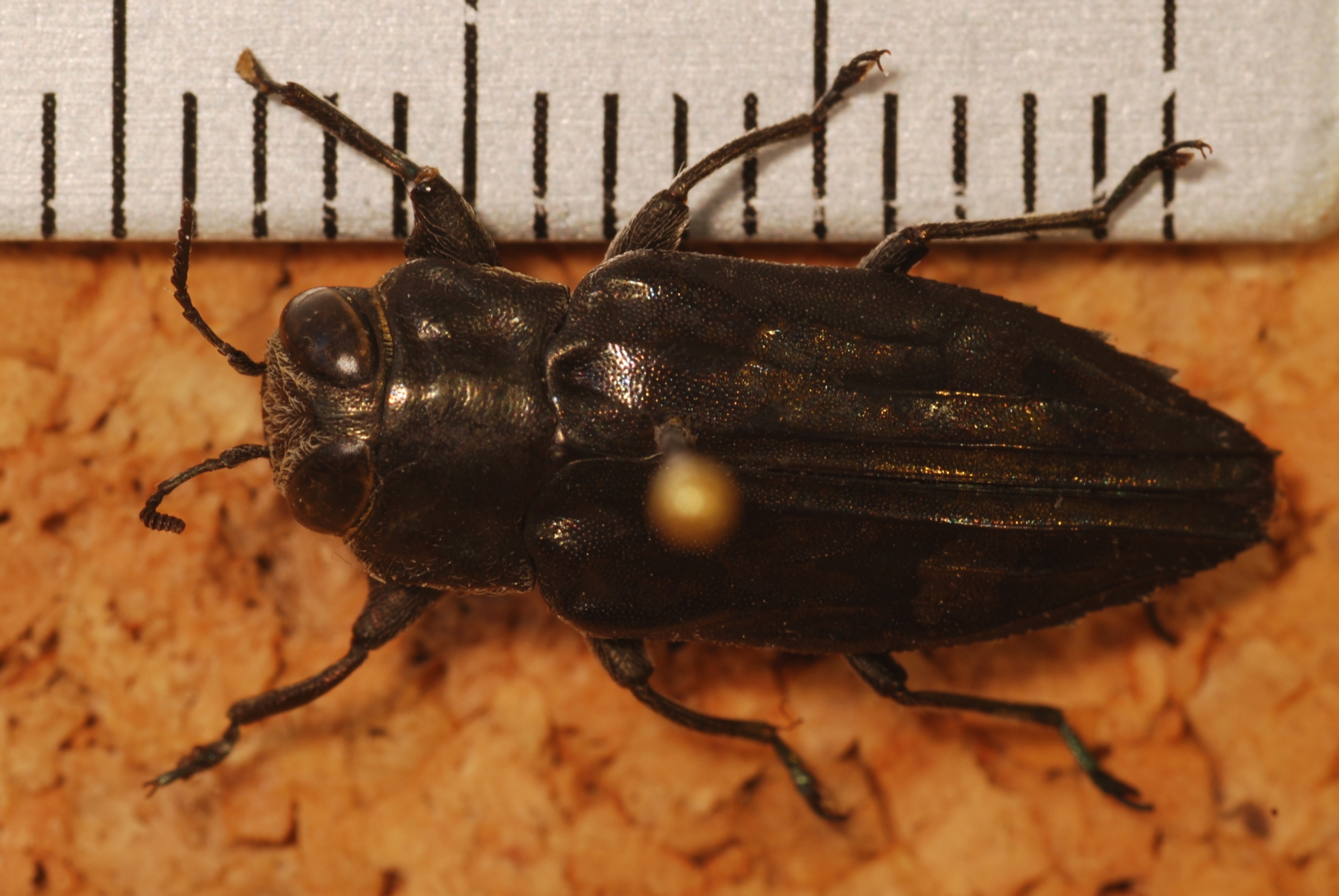 Jewel Beetle (Chrysobothris acutipennis) (8287163647).jpg