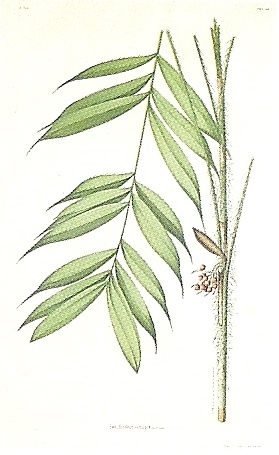 File:João Barbosa Rodrigues - Amylocarpus flocosus.jpg