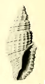 <i>Kermia harenula</i> Species of gastropod