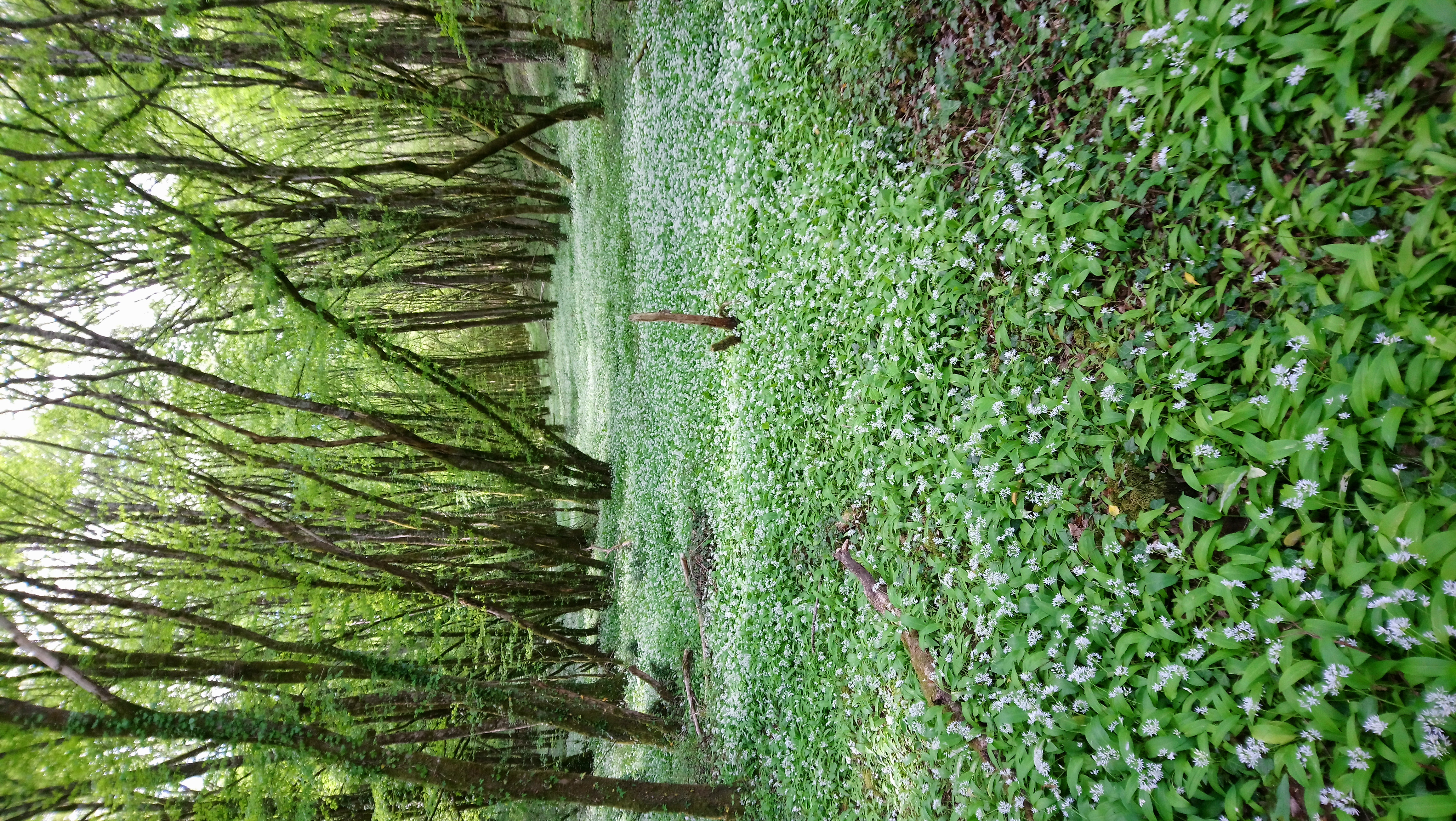 Ail des ours – Allium ursinum