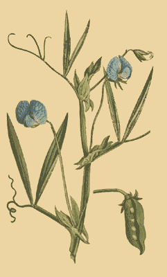 File:Lathyrus sativus.png