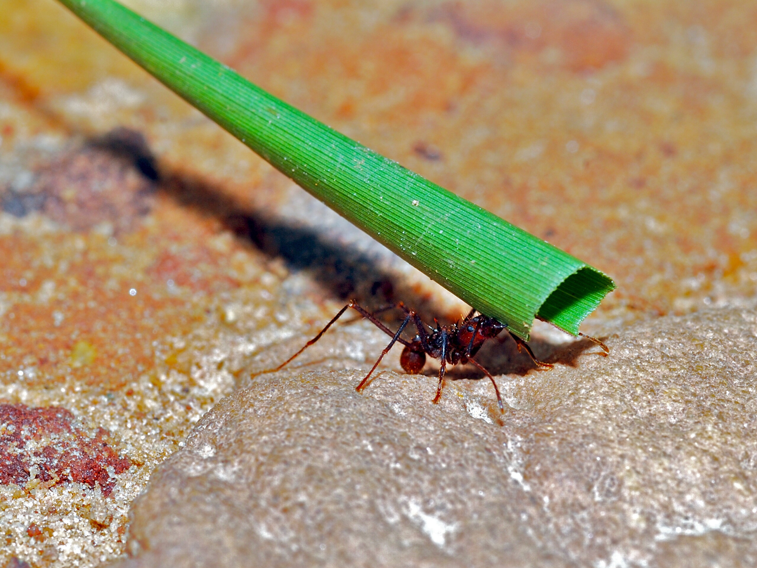 Leaf-cutter Ant (Atta cephalotes) (6788328005).jpg