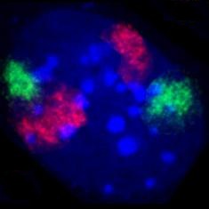 Zellkern eines Mausfibroblasten, durch Fluoreszenz-in-situ-Hybridisierung wurden die Territorien der Chromosomen 2 (rot) und 9 (grün) angefärbt. DNA-Gegenfärbung in blau.
