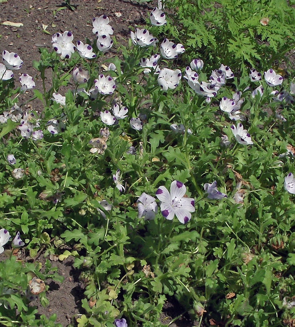 File Nemophila Maculata 025 Jpg Wikimedia Commons