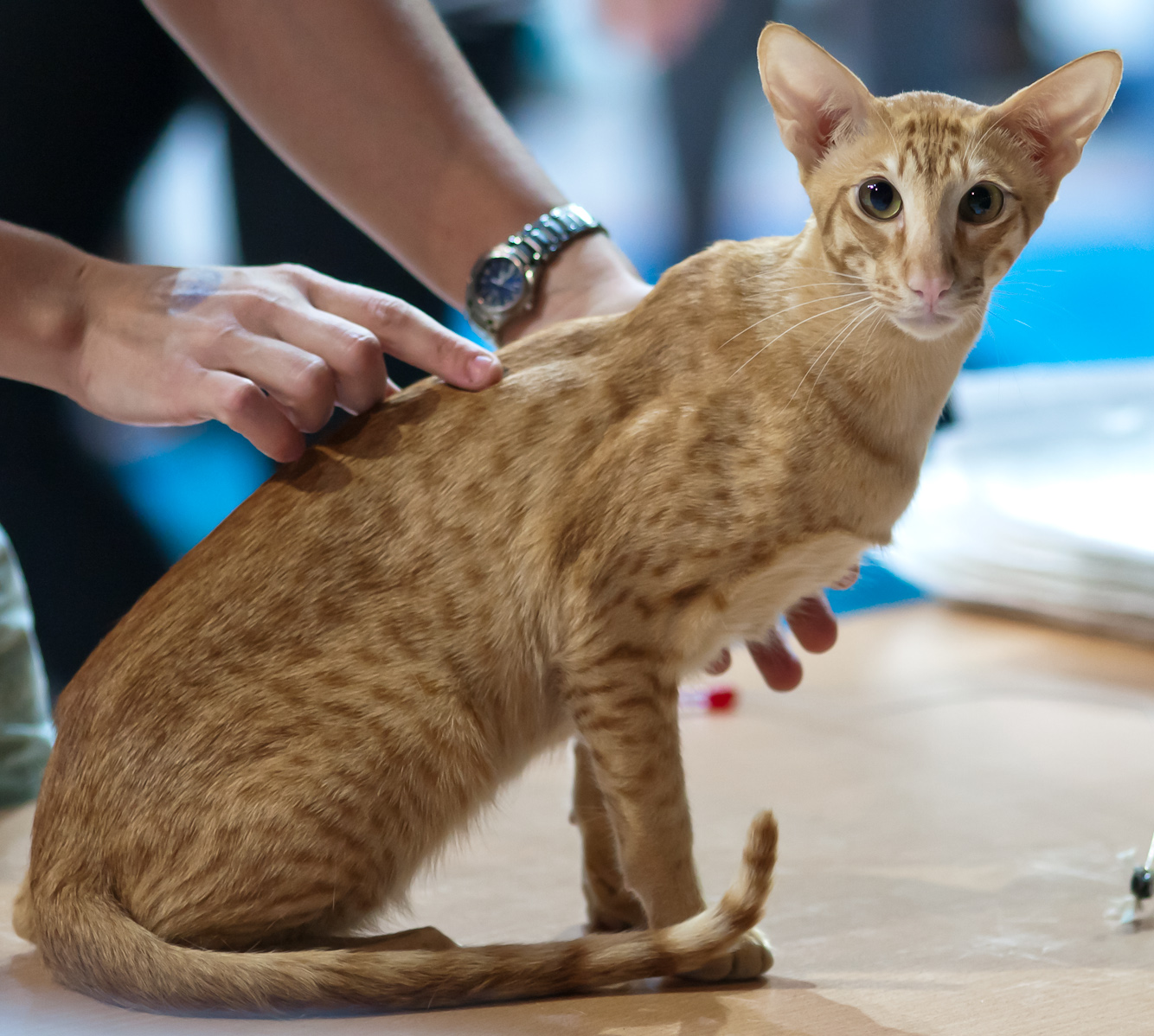 Oriental Shorthair Wikipedia