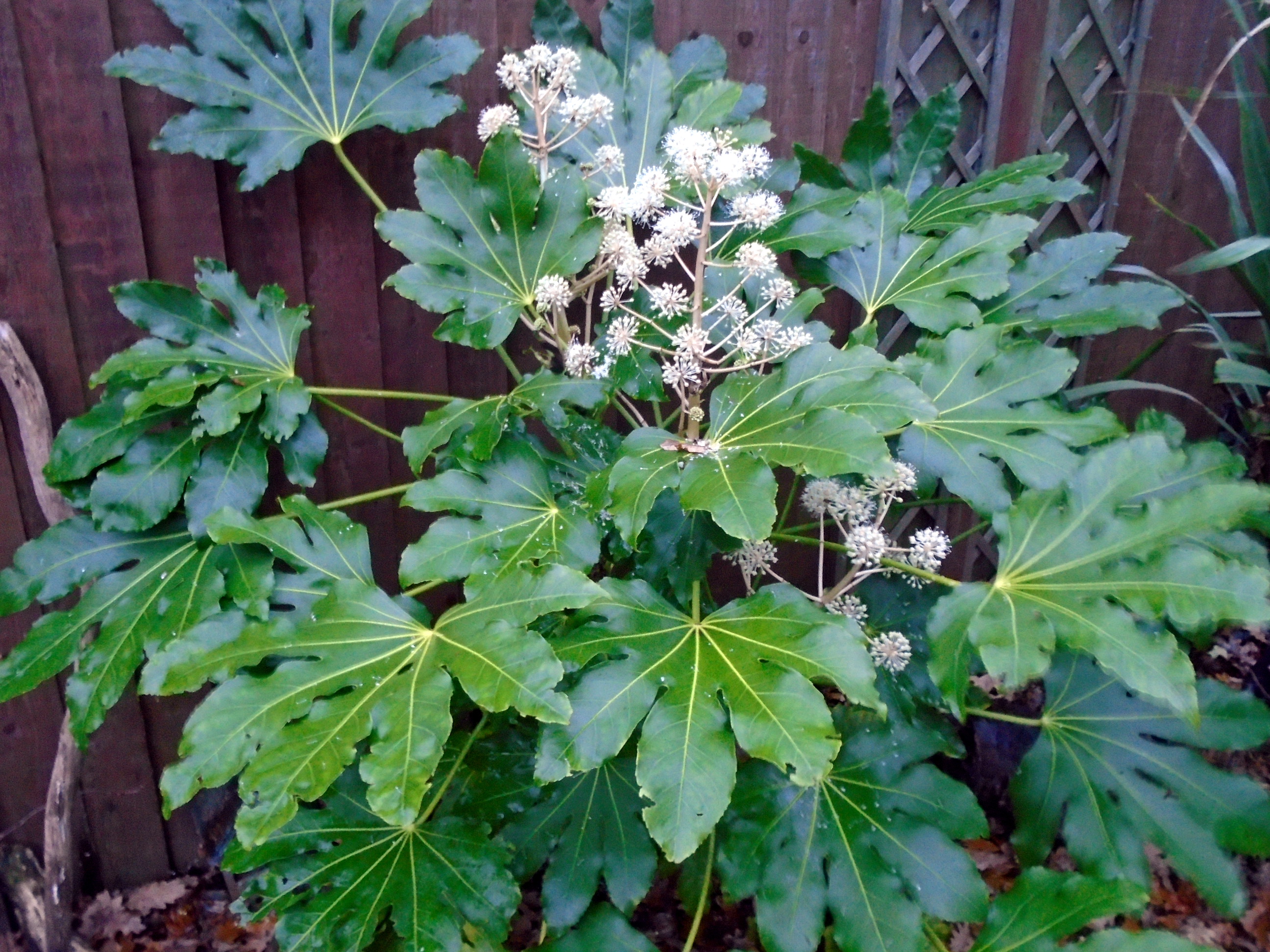 Image of Fatsia japonica flowers with green leaves