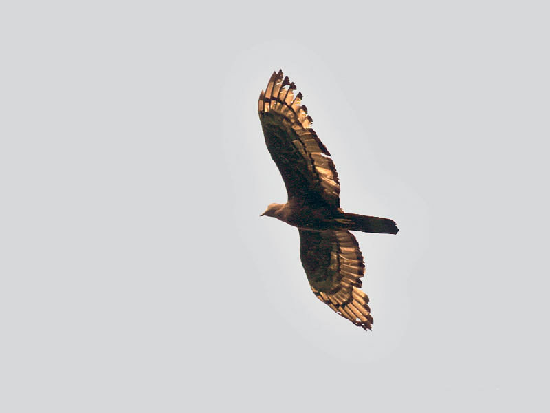 File:Oriental Honey Buzzard I3- Kolkata MG 4176.jpg