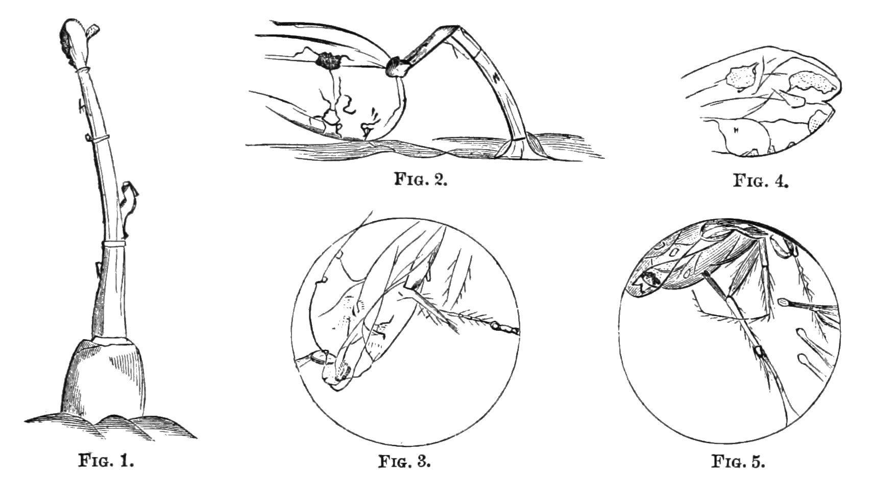 Fearsome Flora: Plants that Bite Back | The Linnean Society