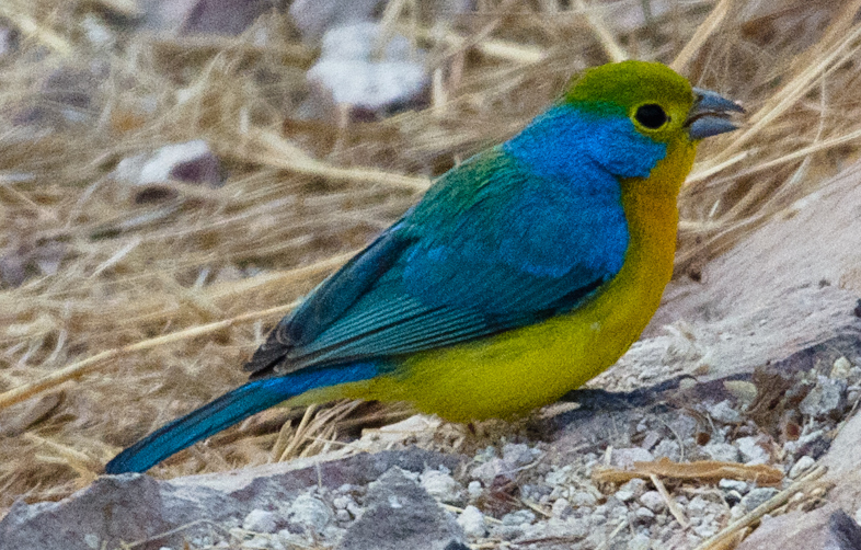 File:Passerina leclancherii by Kurt Bauschardt (cropped).jpg