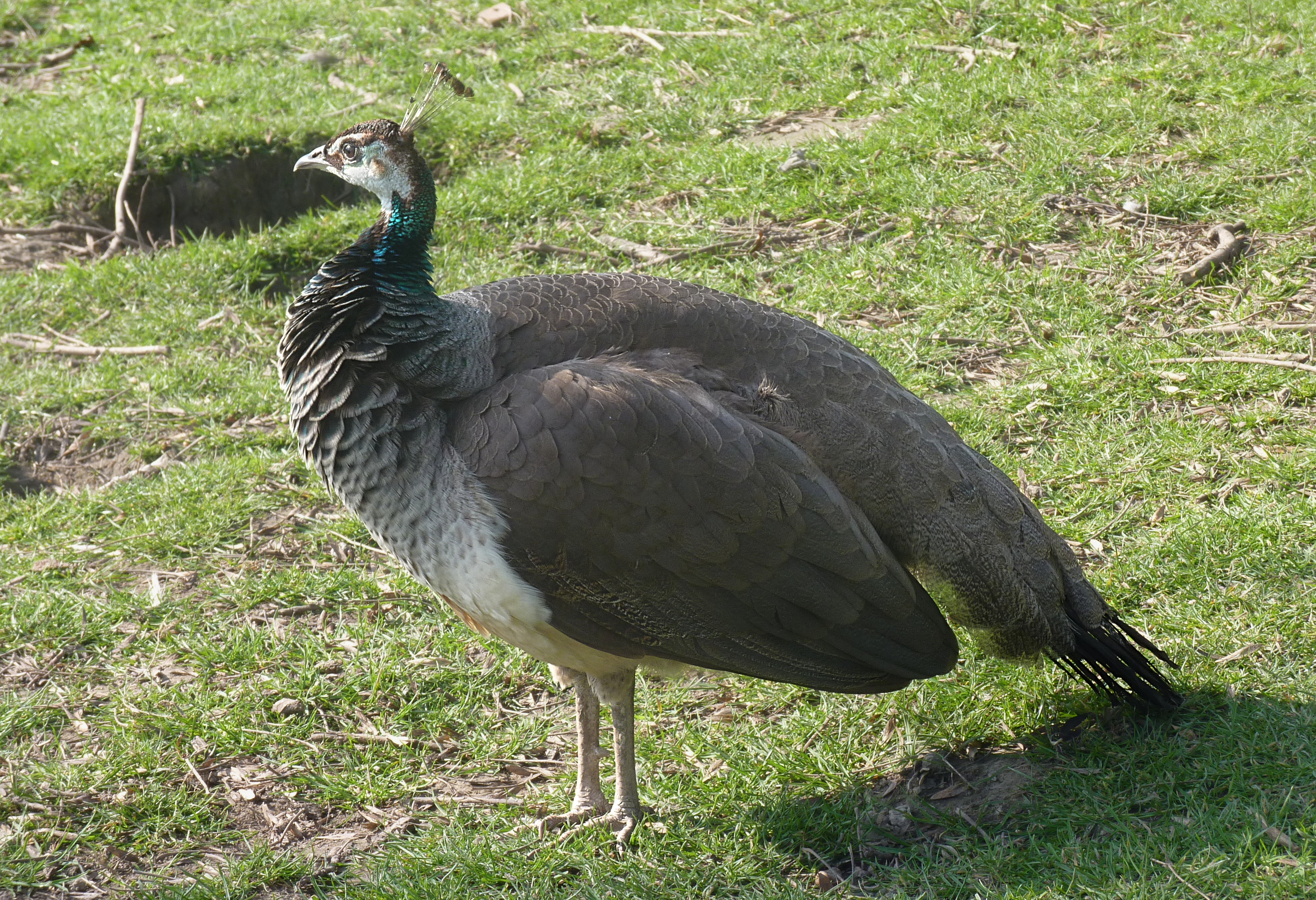 female peacock