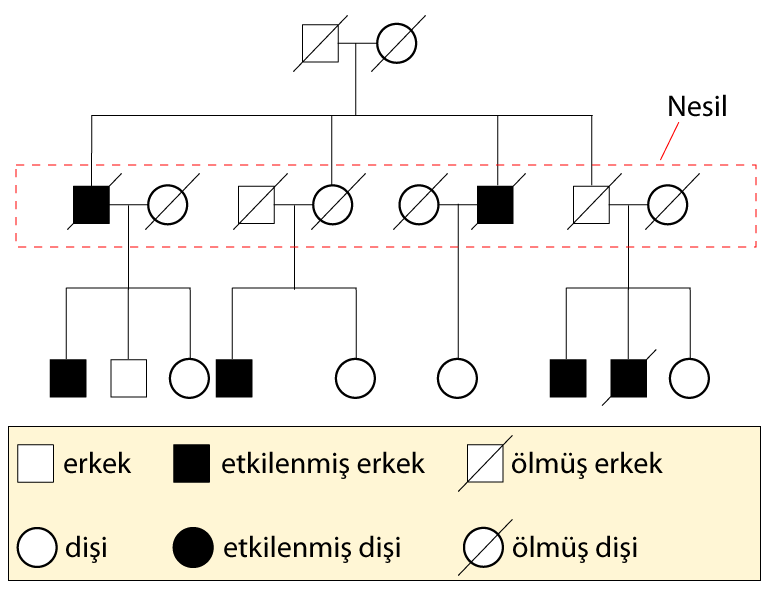 File:Pedigree-chart-example-Turkish.png