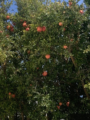 Pomegranate_%28Punica_granatum%29%2C_Santorini_%28Thira%29%2C_Greece.jpg