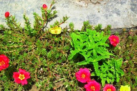 File:Portulaca grandiflora in Iran.jpg